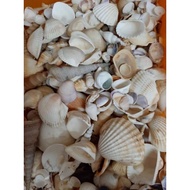 100g MIX SEASHELL SEA SHELLS FOR AQUARIUM DECORATIONS CRAFT SEASHELL AQUARIUM DECOR