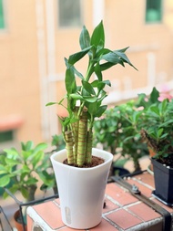 🍀富貴竹【富貴竹是一種長青植物，寓意富貴 吉祥，既美觀又方便打理，具有風水作用，象徵開運，安然，適合擺放室內或辦公室，實拍如圖】