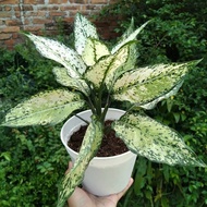 Aglaonema Red Lipstik / Aglonema siam aurora Remaja florist nursery / Aglonema red lipstik (Tanaman