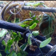 grass lizard~kadal rumput~orong orong~per ekor~panjang 29 cm
