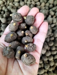 bibit porang katak mini 1pcs isi 200 butir