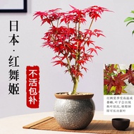 Red Maple Bonsai Plant Red Dancer Sapling Courtyard Four Seasons Red Maple Indoor Four Seasons Good 