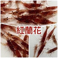 【汛潽】紅蘭花 蘇蝦  🦐觀賞蝦