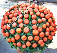 Murah-jeruk-biji-Chinese-style-hias-bibit-tanaman-bonsai-Biji-buah
