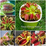 [Fast Delivery] 50pcs Venus Flytrap Seeds for Planting Potted Rare Carnivorous Plants Seeds Indoor A