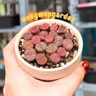 [7cm pot] 1 Pink lithops lotus pot ‘Ember’