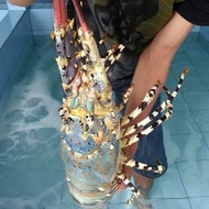 Lobster Mutiara Hidup 1Kg Up