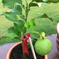 TUMBUHAN POKOK LIMAU BALI MERAH