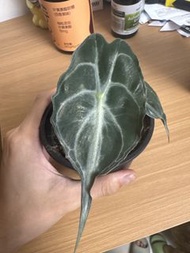 alocasia venom