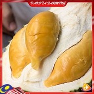 Durian Golden Bun Anak Pokok Durian D13 Golden Bun Pokok Kawin