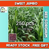 Biji Benih Sweet Jumbo Rumput Jagung Sorghum Merah