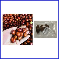 ┇ ✲ ∏ jujube chinese dates mansanitas fruit tree seeds