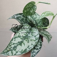 sirih perak / sirih silver skindapsus exotica