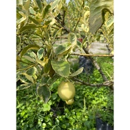 Lemon citrus 'Variegated' (White flower). 1.2meter height. Free fertilizer and soil. Door step deliv