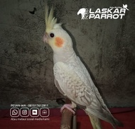 Falk Jantan FF