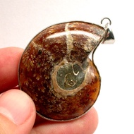 Ammonite pendant Shell Million-Year-Old Clam Can Be Carried With You. Increase Power