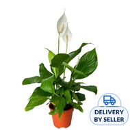 JM Flower Peace Lily Spathiphyllum Plant 15cm Pot