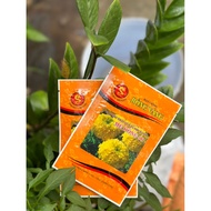 [package of 1 gram] Dwarf Thai Marigold Flower Seeds F1 Me Kong Green Stamen 06 GOLDEN DRAGON - Dwar