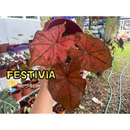 MLG - Caladium Festivia Red Sun Keladi 彩叶芋