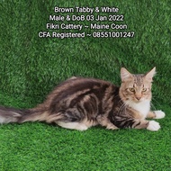 Kucing Mainecoon Brown Tabby &amp; White CFA
