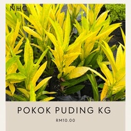 pokok bunga puding kampung kuning hijau