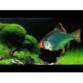 Green Tiger Barb Fish