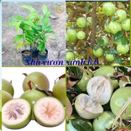 Combo of 3 pots of forge star apple seedlings