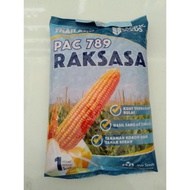 benih jagung hibrida pac 789 raksasa 1kg pacific seeds ready