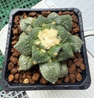 13.細顆粒連山怒濤岩牡丹塊根植物多肉