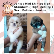 Shihtzu Jantan Betina Non Stambum Anak Anjing Shihtzu Betina Shitsu