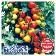 30 benih benih biji tomat hibrida permata F1