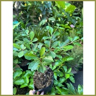 ◴ ◱ ◧ African Talisay Green