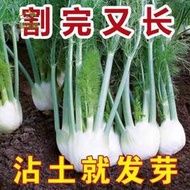 現貨  特價 小欣百貨  【割了又長】球莖茴香種子結球割茬大茴香陽臺四季可食用回香菜種
