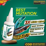 Obat Mutasi Ikan Channa BEST MUTATION Vitamin Ikan Channa Maru Barca