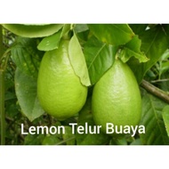 Buah Limau Telur Buaya 1 kg