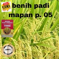 BENIH PADI UNGGUL MAPAN P 05 HIBRIDA KUALITAS 1kg