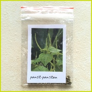 🅹 ◜ ℡ ∬ pansit-pansitan seeds