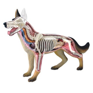 4D Vision หุ่นจำลองสุนัข 4 มิติ