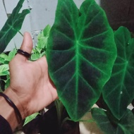 tanaman hias caladium green black caladium