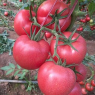 番茄種子 種籽四季春播西紅柿以色列麗粉紅大粉果高產壽光蔬菜抗病高圓fpny