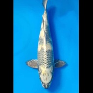 Ikan Koi Import - Kin Shiro Utsuri 41Bu - Yamasan Farm - Hq Yowyastore