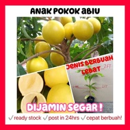 Rina • anak pokok abiu • abeo pouteria cammi to the golden fruit sapling fruits cepat berbuah lebat