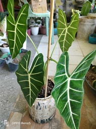 Plant for sale Alocasia Micholitziana/Frydek plants 1 to 2 leaves Live Plant #Alocasia #frydek #liveplant #micholitziana