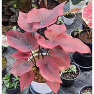 Umbi Caladium Chocolatos - keladi hias hybrid import