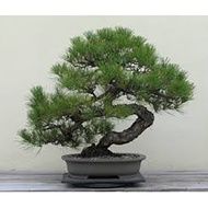 bonsai japanese black pine tree plant seeds