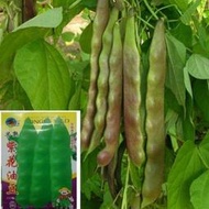 【多西多】紫花油豆角種籽一點紅油豆春季蔬菜孑大寬四季架蕓豆種子高產