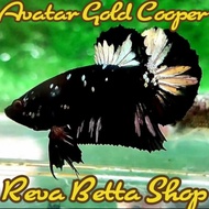 Ikan Cupang Avatar Gold Cooper Female Bahan Proses Mutasi Warna