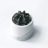 白灰漸層系列 | 牡丹玉 仙人掌 圓形水泥仙人掌植栽