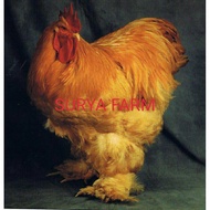 TELUR AYAM HIAS BRAHMA BUFF GC UNTUK DI TETASKAN