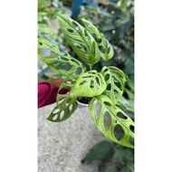 Monstera Esqueleto Indo Real Plant